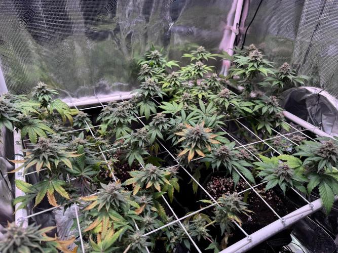 Barneys Farm candy 🍬. Week 14