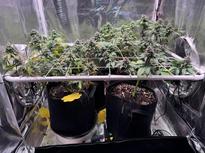 Barneys Farm candy 🍬. Week 14