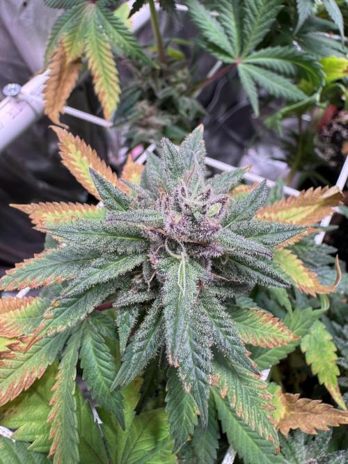 Barneys Farm candy 🍬. Week 14