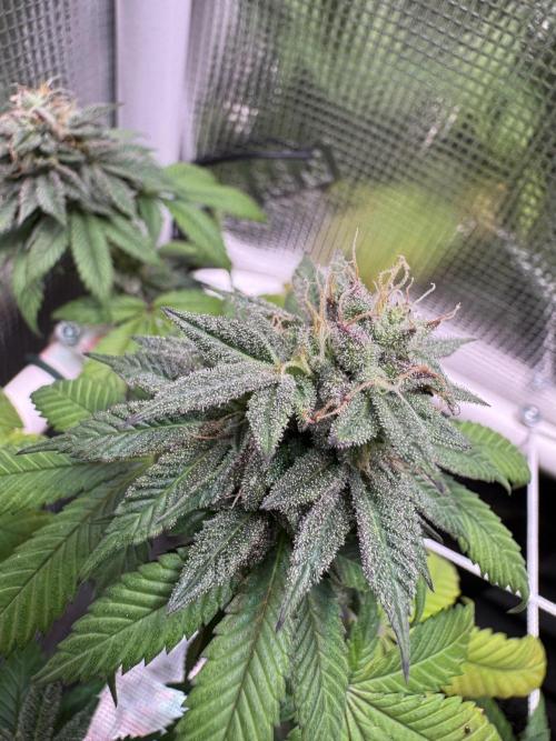 Barneys Farm candy 🍬. Week 14
