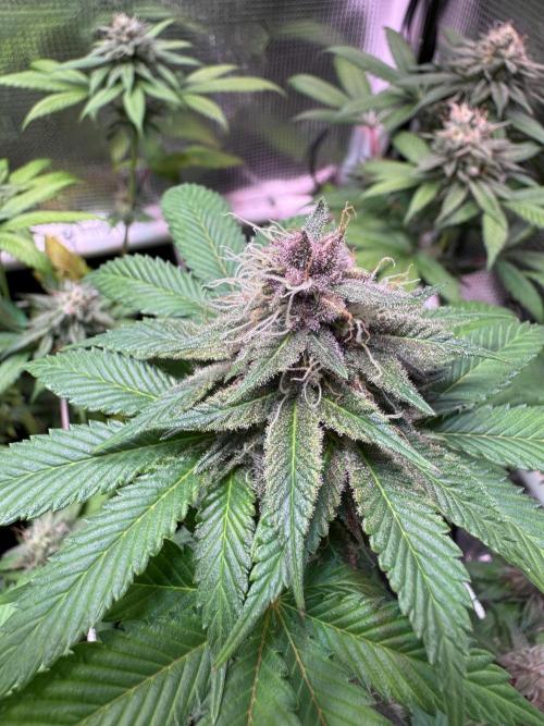 Barneys Farm candy 🍬. Week 14