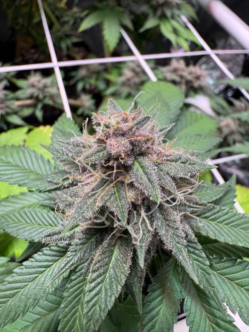 Barneys Farm candy 🍬. Week 14