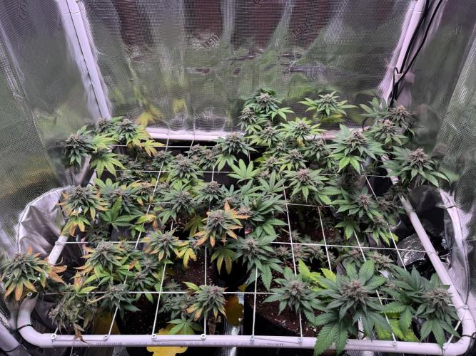 Barneys Farm candy 🍬. Week 15