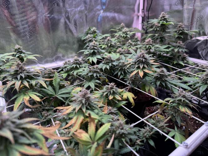 Barneys Farm candy 🍬. Week 15
