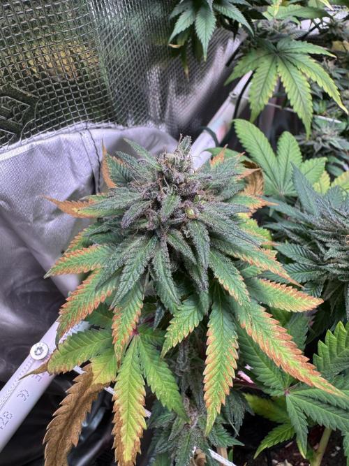 Barneys Farm candy 🍬. Week 15