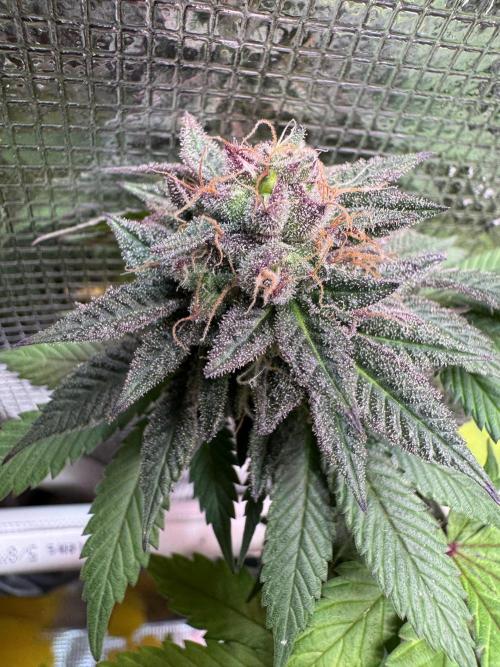 Barneys Farm candy 🍬. Week 15