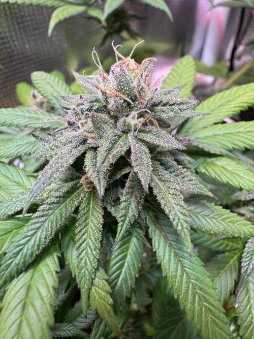 Barneys Farm candy 🍬. Week 15