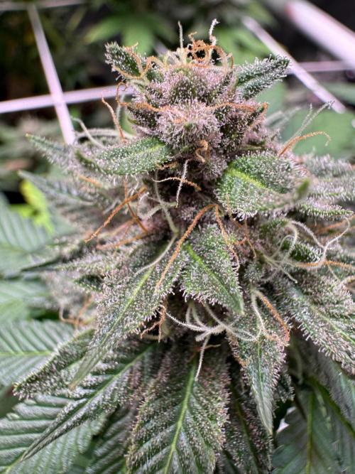 Barneys Farm candy 🍬. Week 15