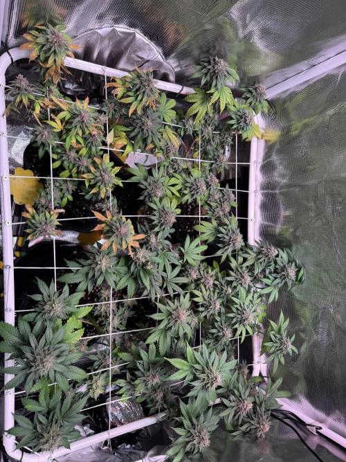 Barneys Farm candy 🍬. Week 16