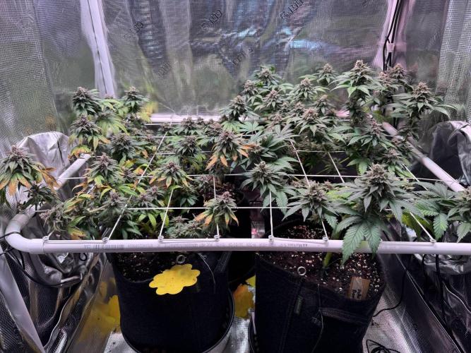 Barneys Farm candy 🍬. Week 16