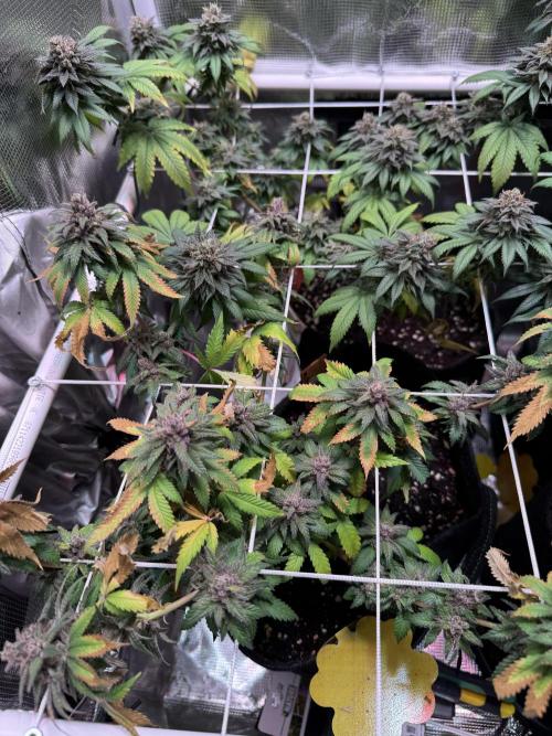 Barneys Farm candy 🍬. Week 16