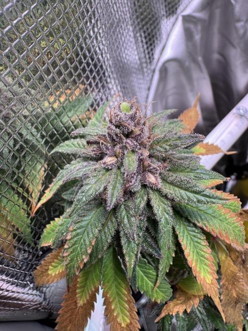 Barneys Farm candy 🍬. Week 16