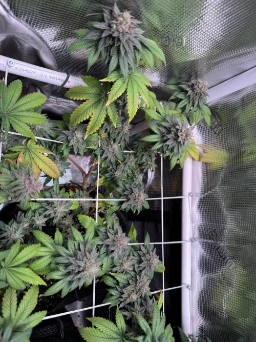 Barneys Farm candy 🍬. Week 16