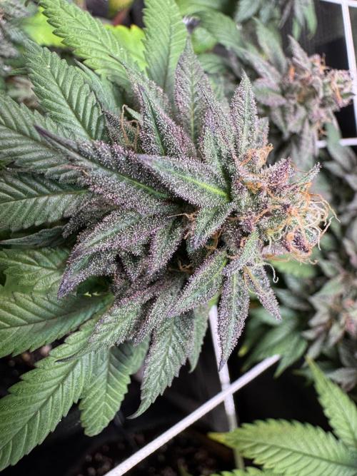 Barneys Farm candy 🍬. Week 16