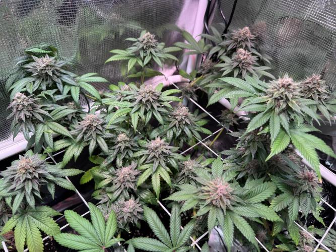 Barneys Farm candy 🍬. Week 16