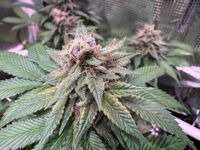 Barneys Farm candy 🍬. Week 16