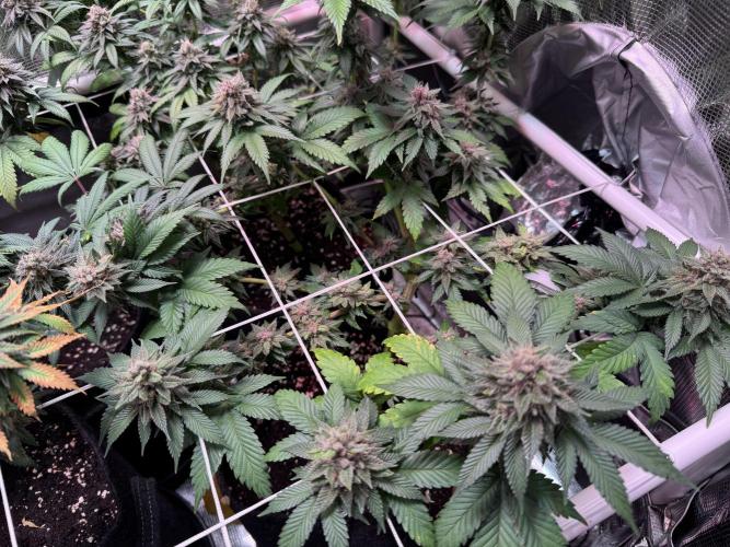 Barneys Farm candy 🍬. Week 16