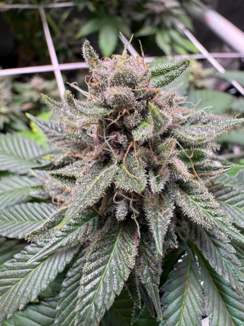 Barneys Farm candy 🍬. Week 16