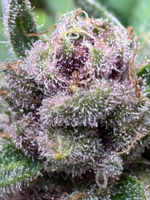 Barneys Farm candy 🍬. Week 17