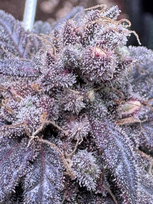 Barneys Farm candy 🍬. Week 17