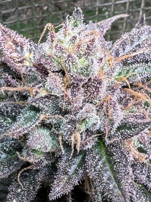 Barneys Farm candy 🍬. Week 17