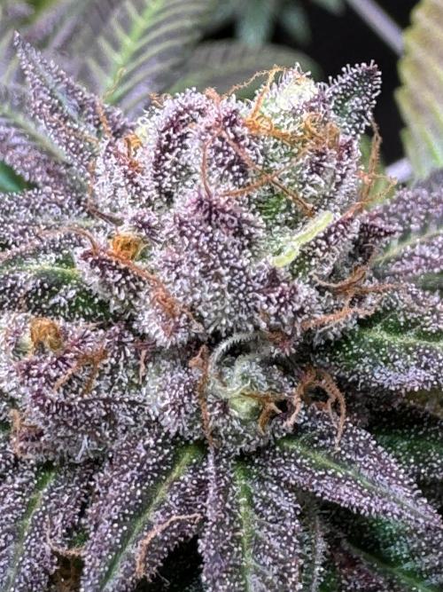 Barneys Farm candy 🍬. Week 17