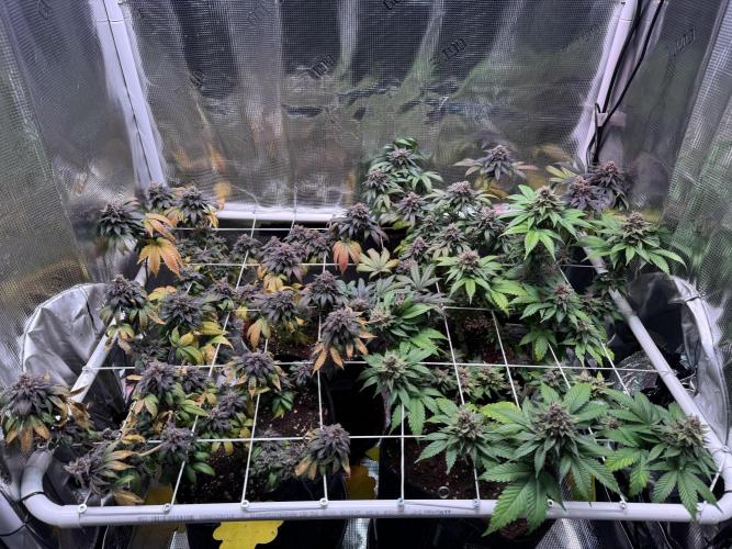 Barneys Farm candy 🍬. Week 17
