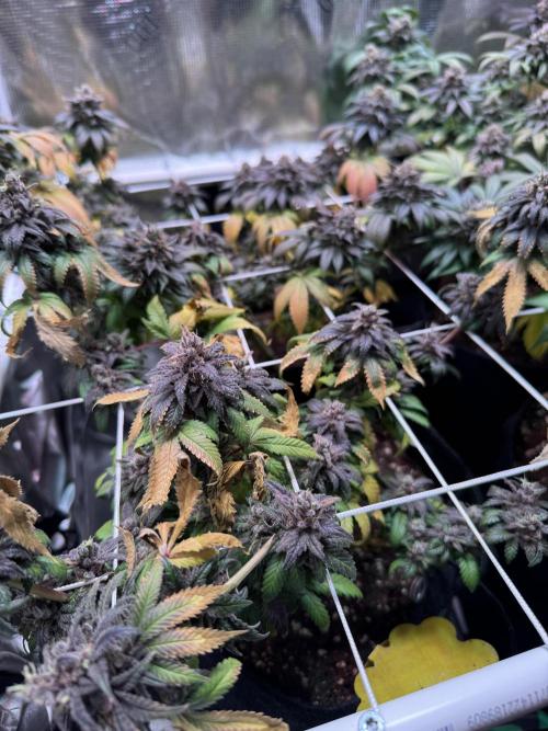 Barneys Farm candy 🍬. Week 17