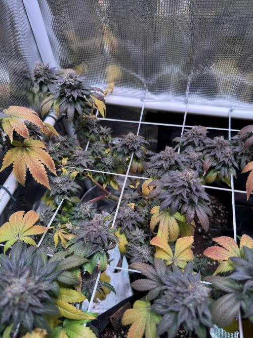 Barneys Farm candy 🍬. Week 17