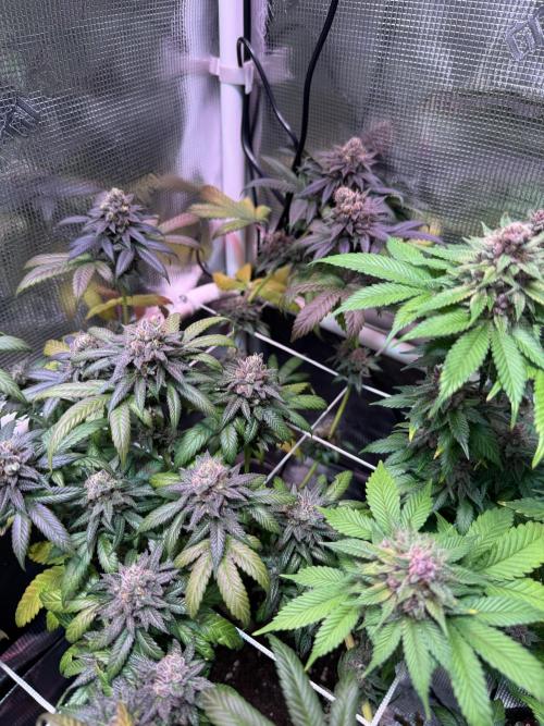 Barneys Farm candy 🍬. Week 17