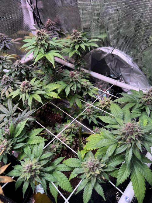 Barneys Farm candy 🍬. Week 17