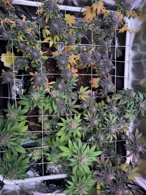 Barneys Farm candy 🍬. Week 17