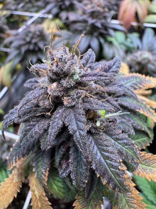 Barneys Farm candy 🍬. Week 17