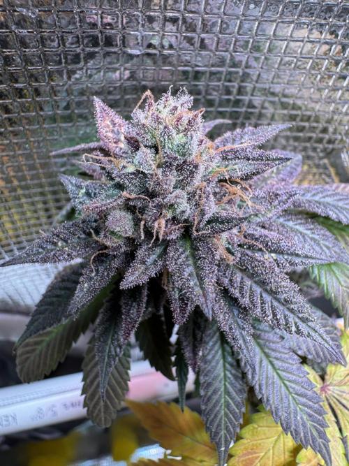 Barneys Farm candy 🍬. Week 17