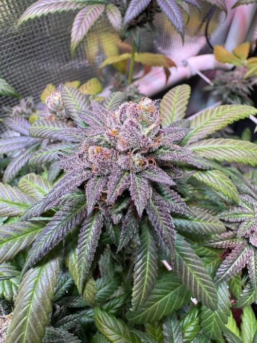 Barneys Farm candy 🍬. Week 17