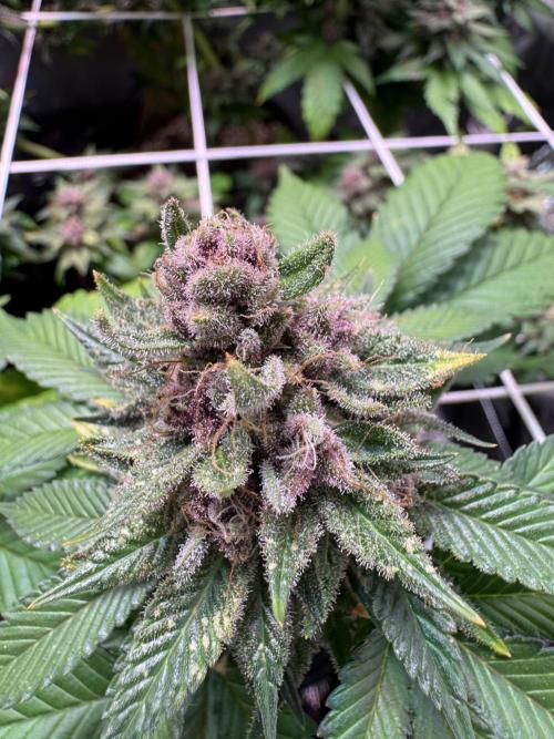 Barneys Farm candy 🍬. Week 17