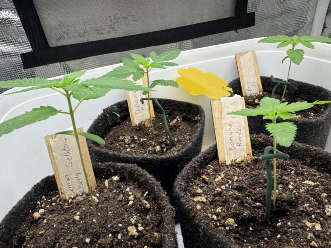 Barneys Farm sweets. Week 2