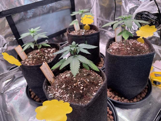 Barneys Farm sweets. Week 3