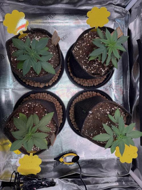 Barneys Farm sweets. Week 3