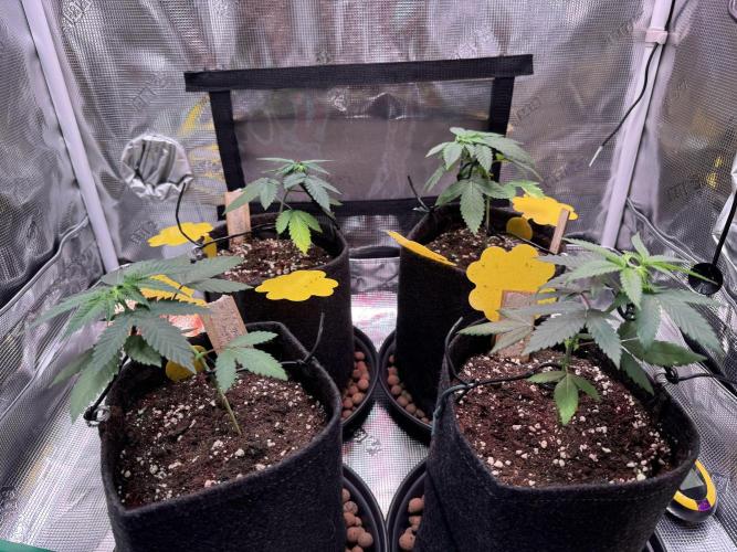 Barneys Farm sweets. Week 4
