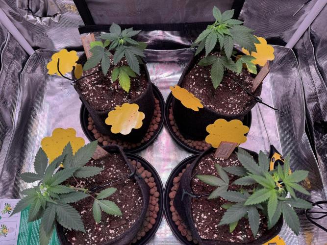 Barneys Farm sweets. Week 4