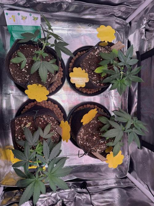 Barneys Farm sweets. Week 5