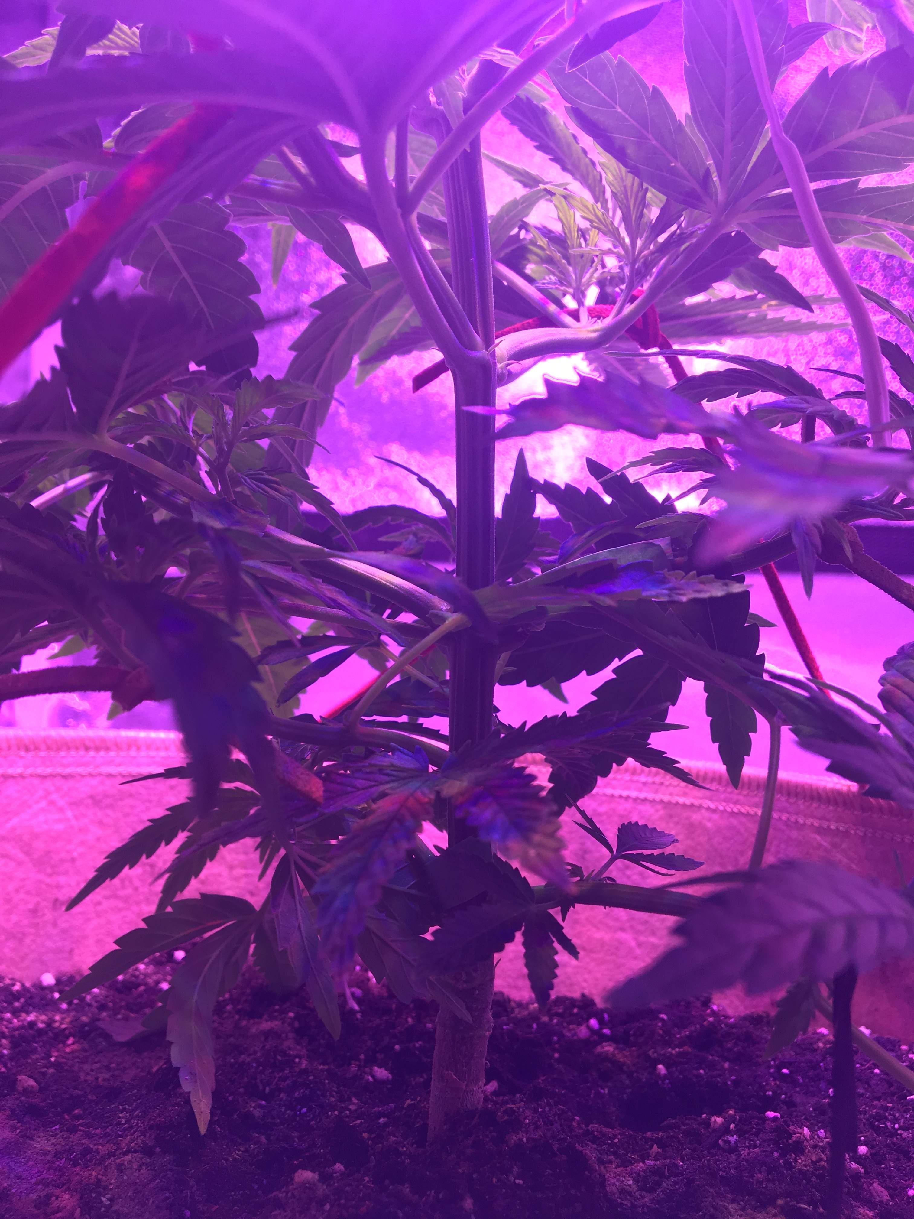 Female Seeds Lemon Kush grow diary (journal) week3 by Lymegrow GrowDiaries