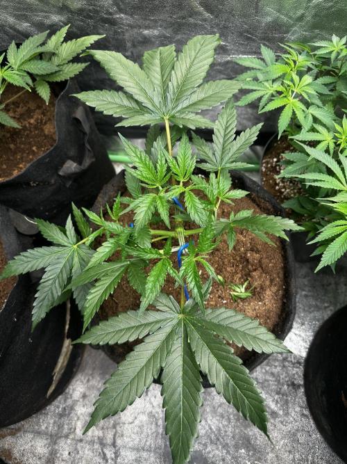 Hulk OG genetics fem. Week 2