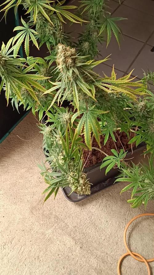 ✂️ Pure Skunk Go Fast ✂️ Kannabia Partner 