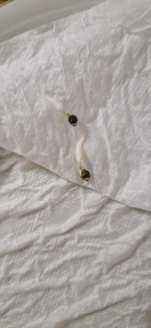 Projekt Permanent Marker 2x. Week 0