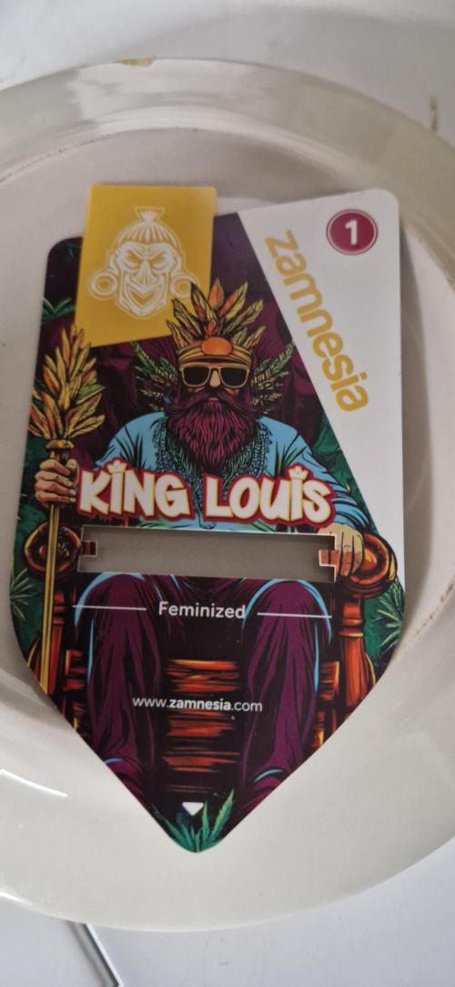 King Louis grow 2x. Week 0