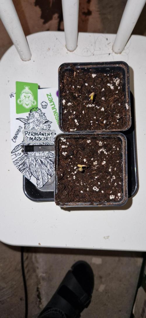 Projekt Permanent Marker 2x. Week 1 - 06.11.2025