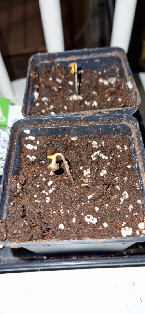 Projekt Permanent Marker 2x. Week 1 - 06.11.2025