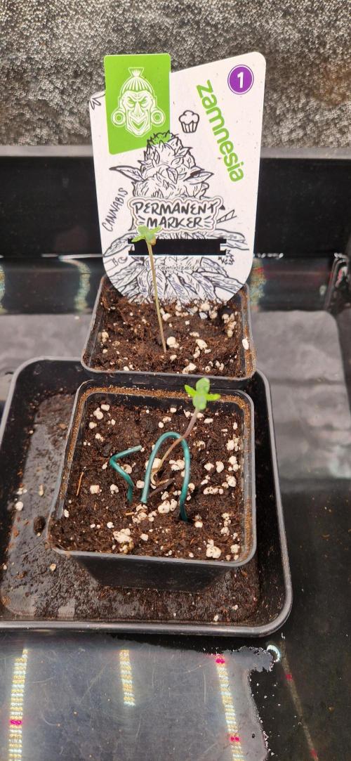 Projekt Permanent Marker 2x. Week 1 - 09.11.2025